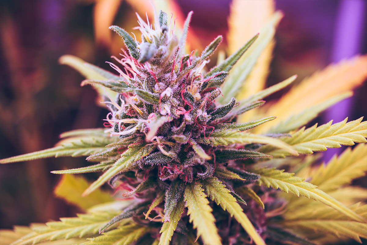 An insured purple flower with THC crystals grows with cannabis insurance for crops and dispensaries