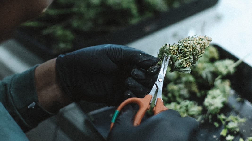 A Cannabis industry worker clips flower buds with scissors confidently because the business is covered with cannabis insurance.