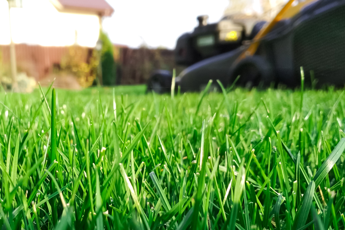 Lawnmower and green grass close up